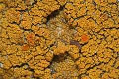 Polycauliona bolacina