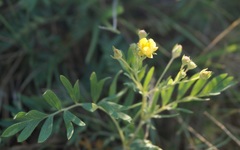 Sibbaldianthe orientalis