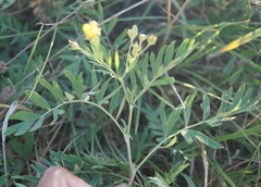 Sibbaldianthe orientalis