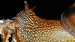 Nesiohelix samarangae
