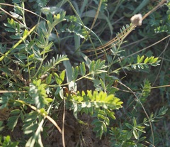 Sibbaldianthe orientalis
