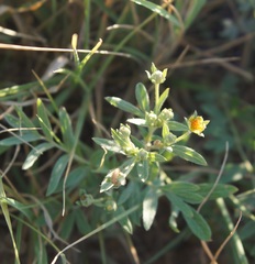 Sibbaldianthe orientalis