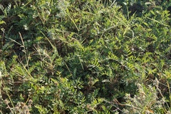 Sibbaldianthe orientalis