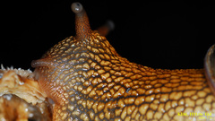 Nesiohelix samarangae
