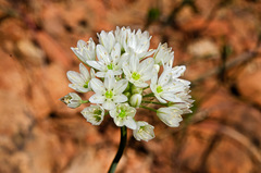 Allium tuolumnense