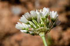 Allium tuolumnense