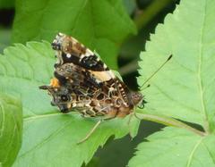 Vanessa hippomene hippomene