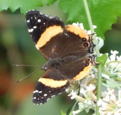 Vanessa hippomene hippomene