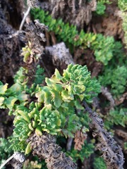 Ophryosporus triangularis