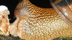 Nesiohelix samarangae