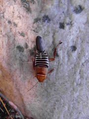 Temnopteryx phalerata