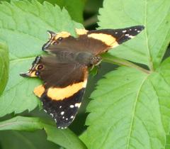 Vanessa hippomene hippomene