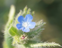Anchusa arvensis orientalis