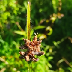 Schoenoplectus triqueter