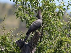 Corythaixoides concolor bechuanae