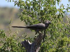Corythaixoides concolor bechuanae