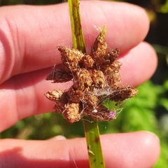 Schoenoplectus triqueter