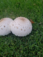 Chlorophyllum molybdites