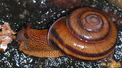 Nesiohelix samarangae