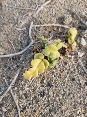 Cristaria glaucophylla