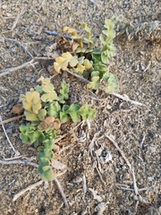 Cristaria glaucophylla