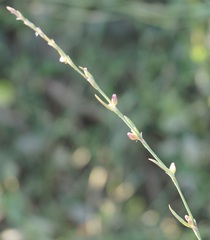 Polygonum patulum