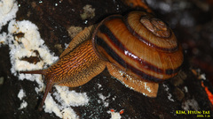Nesiohelix samarangae