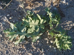 Crambe koktebelica