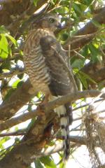 Accipiter minullus