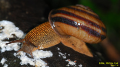 Nesiohelix samarangae