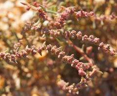 Suaeda prostrata