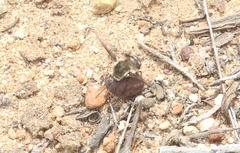 Bombylius diegoensis