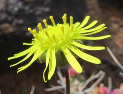 Crassothonna protecta
