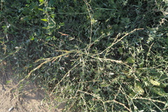 Polygonum patulum