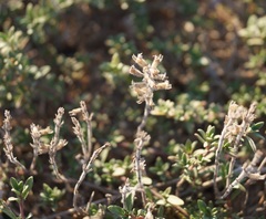 Thymus moldavicus