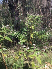 Commersonia dasyphylla