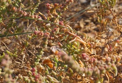 Suaeda prostrata