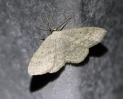 Scopula incanata