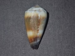 Conus muriculatus