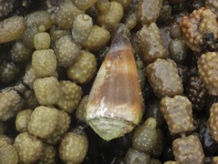 Conus muriculatus
