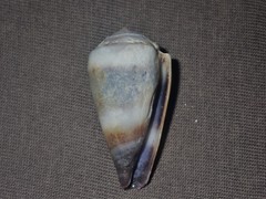 Conus muriculatus