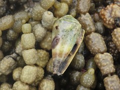Conus muriculatus