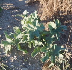Crambe koktebelica