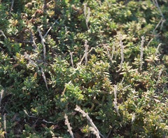 Thymus moldavicus
