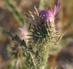 Carduus hamulosus