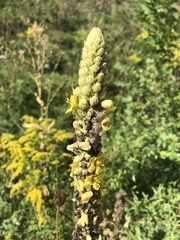 Verbascum thapsus
