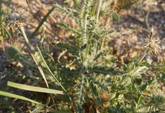 Carduus hamulosus