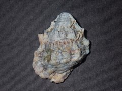 Bursa rosa