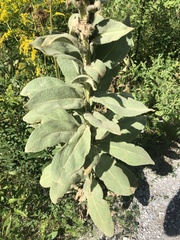 Verbascum thapsus
