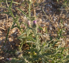 Carduus hamulosus